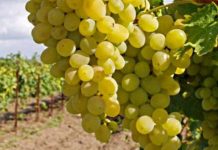 Europa | Las importaciones de uva de China siguen disminuyendo a medida que mejora la producción nacional Europa Las importaciones de uva de China siguen disminuyendo a medida que mejora la producción nacional