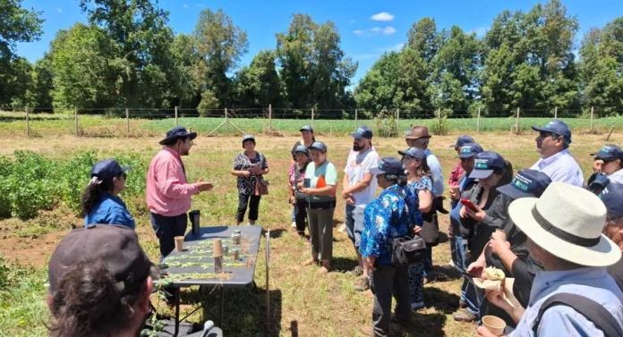 Exitoso día de campo abordó la producción de trigo, quínoa y legumbres para la soberanía alimentaria en Los Ríos