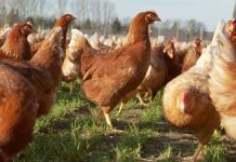 Exportaciones de pollo de Brasil 2025 aumentarían pese a restricciones por gripe aviar Exportaciones de pollo de Brasil 2025 aumentarían pese a restricciones por gripe aviar