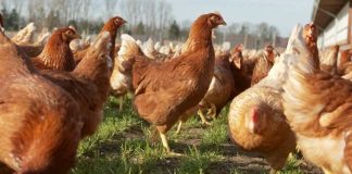 Exportaciones de pollo de Brasil 2025 aumentarían pese a restricciones por gripe aviar