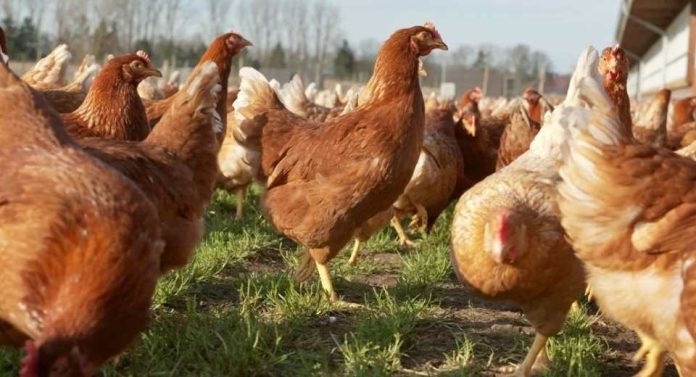 Exportaciones de pollo de Brasil 2025 aumentarían pese a restricciones por gripe aviar