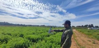 Fenotipado digital como una herramienta clave para seleccionar plantas