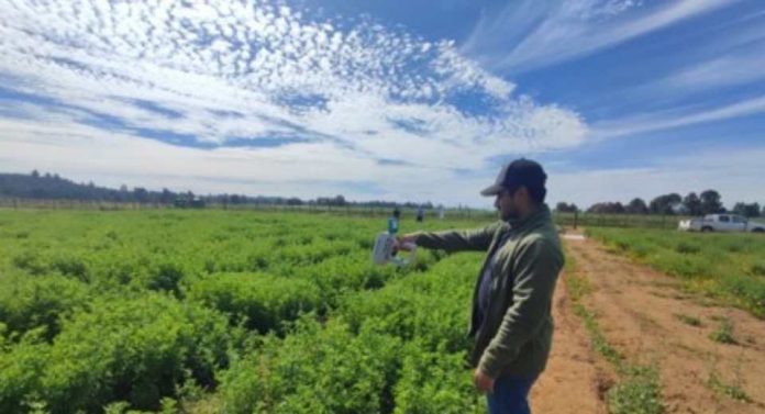 Fenotipado digital como una herramienta clave para seleccionar plantas