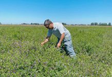Fenotipado digital como una herramienta clave para seleccionar plantas Fenotipado digital como una herramienta clave para seleccionar plantas