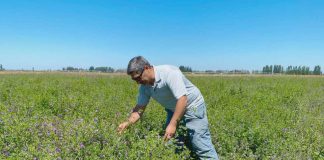Fenotipado digital como una herramienta clave para seleccionar plantas