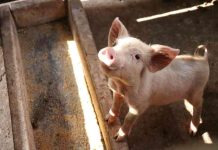 Fiebre porcina africana