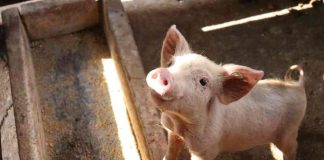 Fiebre porcina africana