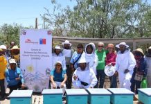 Fundación Collahuasi y Seremi de Agricultura entregan colmenas para fomentar la apicultura en el Tamarugal