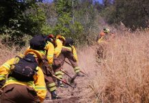 Gobierno despliega histórico plan de casi 5 mil km de cortafuegos para prevenir incendios forestales