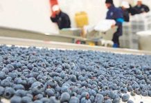 Hortifrut reporta pérdidas millonarias y anuncia cambios estratégicos en Perú