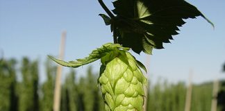 Brazil | Tecnología brasileña impulsa la producción local de lúpulo y abre una nueva etapa para la cerveza nacional