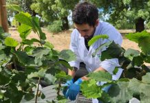 INIA Chillán: El ambicioso plan para convertir a la región en el nuevo polo frutícola de Chile. Se esperan retornos por US$300 millones INIA Chillán