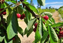 INIA Rayentué impulsa innovación clave para el cerezo INIA Rayentué impulsa innovación clave para el cerezo