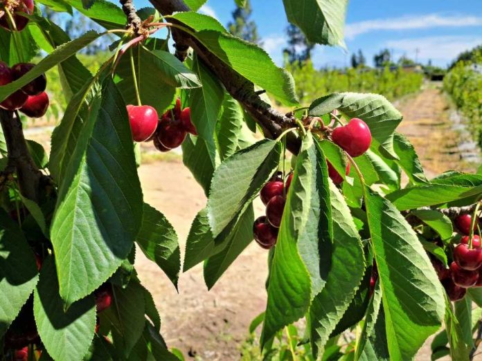 INIA Rayentué impulsa innovación clave para el cerezo