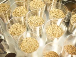 Innovación genética en la avena