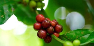 LATAM SAP Labs Latin America Impulsa la Innovación Nueva Patente Global y Tecnología de Agronegocio con IA