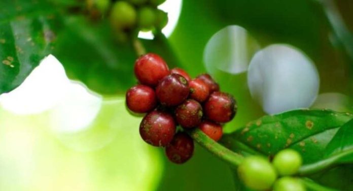 LATAM SAP Labs Latin America Impulsa la Innovación Nueva Patente Global y Tecnología de Agronegocio con IA