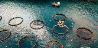 La huella tecnológica que ha marcado el desarrollo de la acuicultura chilena