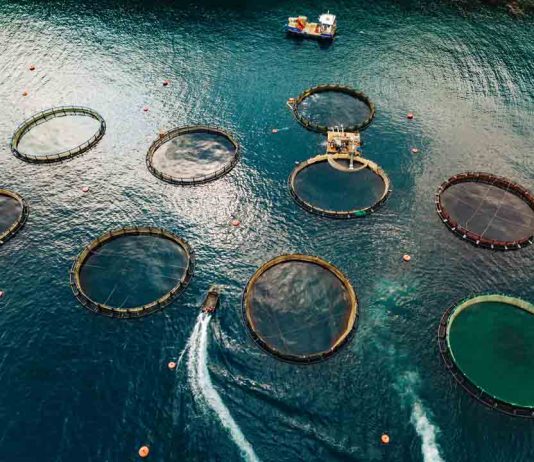 La huella tecnológica que ha marcado el desarrollo de la acuicultura chilena