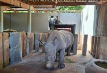 La logística detrás del inédito traslado de un rinoceronte blanco a Brasil
