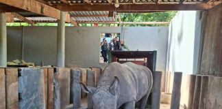 La logística detrás del inédito traslado de un rinoceronte blanco a Brasil