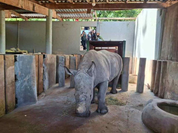 La logística detrás del inédito traslado de un rinoceronte blanco a Brasil