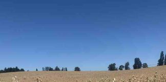 La producción de la avena impulsa la sostenibilidad agrícola en Chile