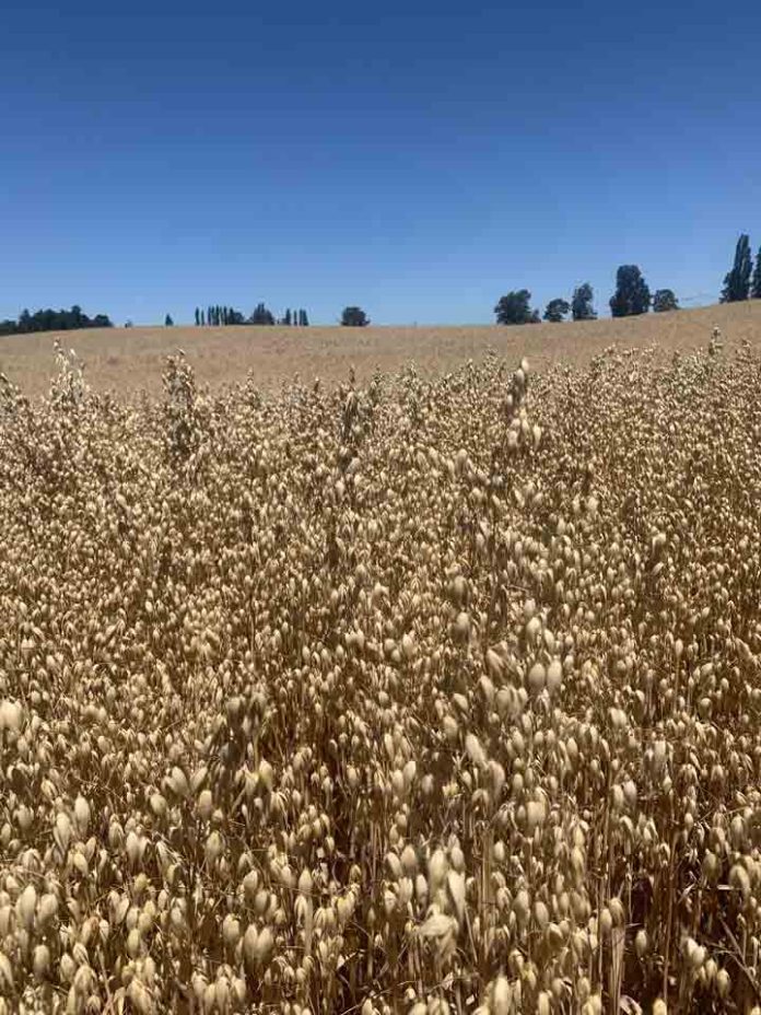 La producción de la avena impulsa la sostenibilidad agrícola en Chile