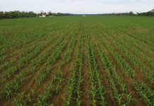 La técnica agrícola que ayudará a Bolivia a enfrentar su crisis económica