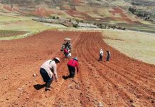 “Ladrón” de cosechas en Perú: 14.2 millones de hectáreas pueden perder salud por este factor
