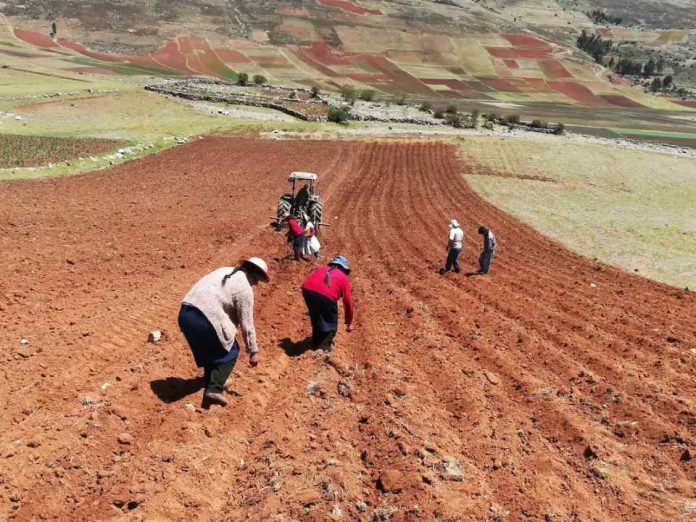 “Ladrón” de cosechas en Perú 14.2 millones de hectáreas pueden perder salud por este factor (1) “Ladrón” de cosechas en Perú: 14.2 millones de hectáreas pueden perder salud por este factor