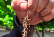 Lombricultura de BIOFERT, en producción de Avellanos y Cerezas, en Agricola El Nevado