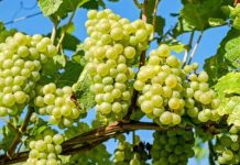 Mark Greenberg: Se proyecta una temporada dinámica para la uva de mesa importada en Norteamérica