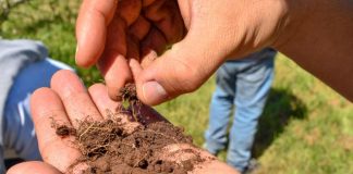 Microorganismos funcionales: cómo la ciencia y el suelo están transformando la agricultura chilena