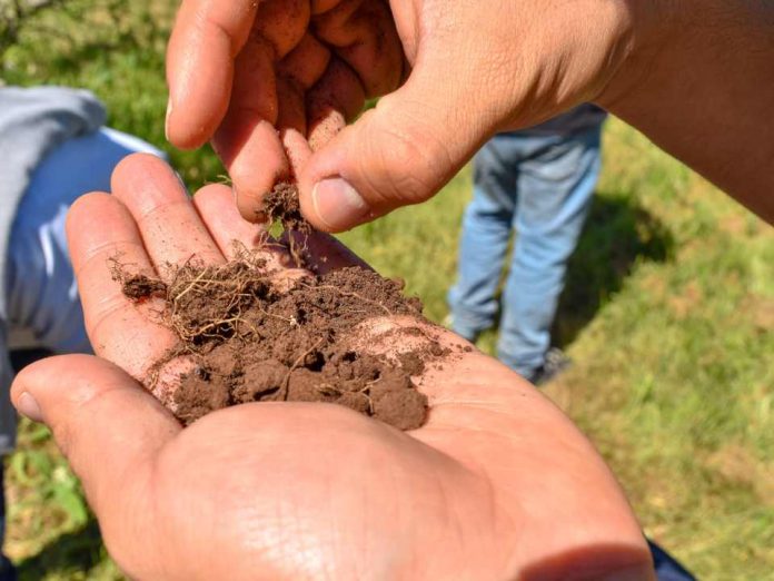 Microorganismos funcionales: cómo la ciencia y el suelo están transformando la agricultura chilena