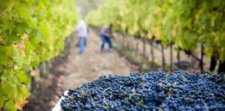 Ministerio de Agricultura anuncia incorporación de regiones y zonas vitivinícolas en el Catastro del SAG