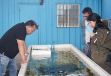 PTEC Ostra Japonesa de la UCN busca la expansión productiva de la especie en el norte del país