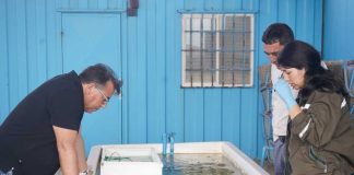 PTEC Ostra Japonesa de la UCN busca la expansión productiva de la especie en el norte del país