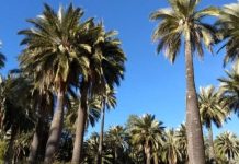 Palma chilena obtiene la máxima protección internacional por parte de la Convención CITES Palma chilena obtiene la máxima protección internacional por parte de la Convención CITES