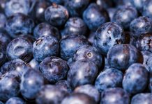 Panorama de la temporada 202526 de arándanos chilenos