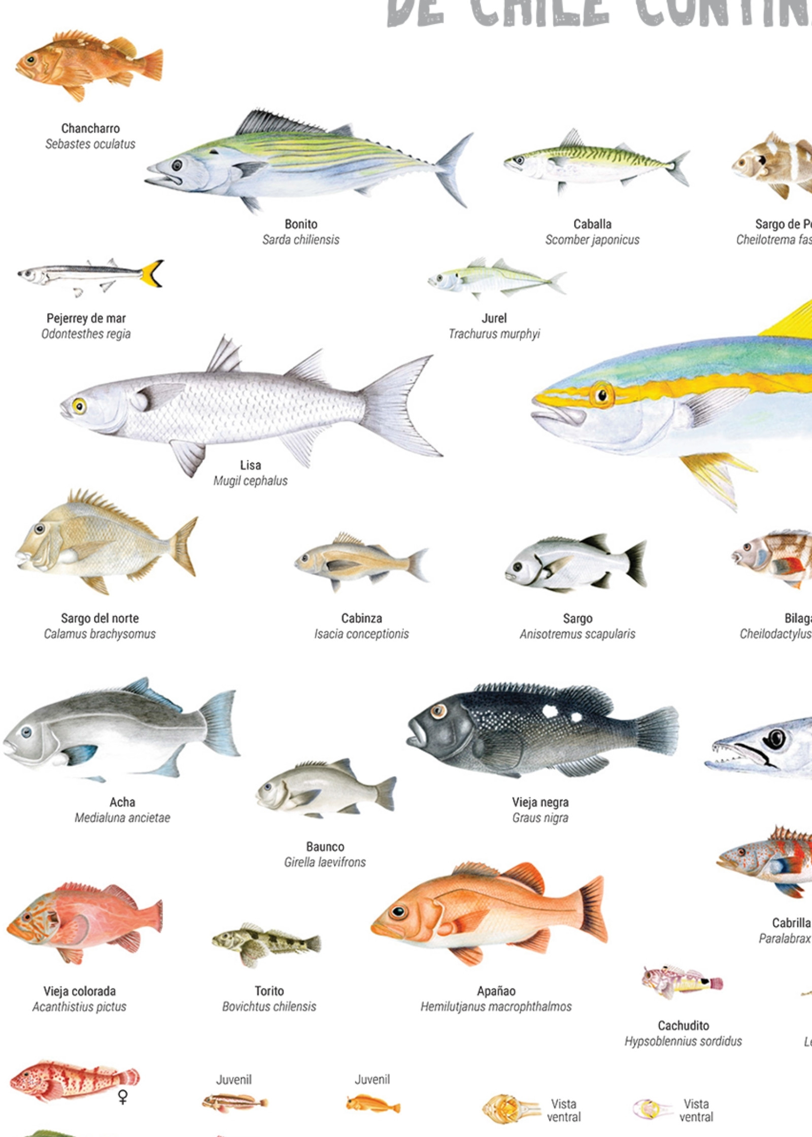 Peces Litorales Oseos de Chile 1de4