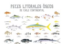 Peces litorales de Chile