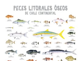 Peces litorales de Chile