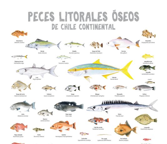 Peces litorales de Chile