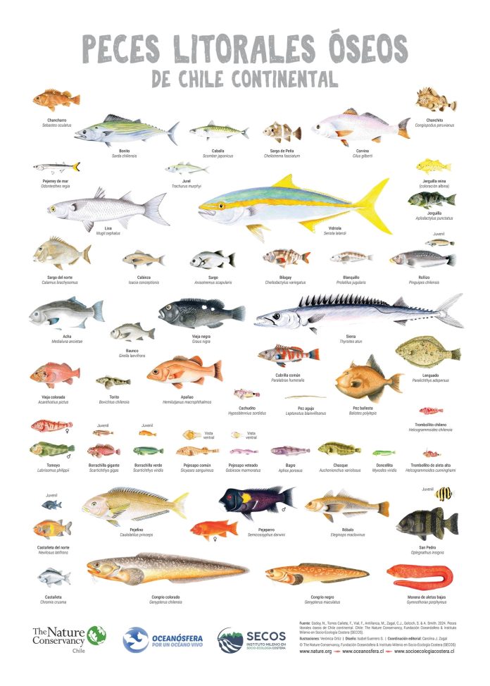 Peces litorales de Chile