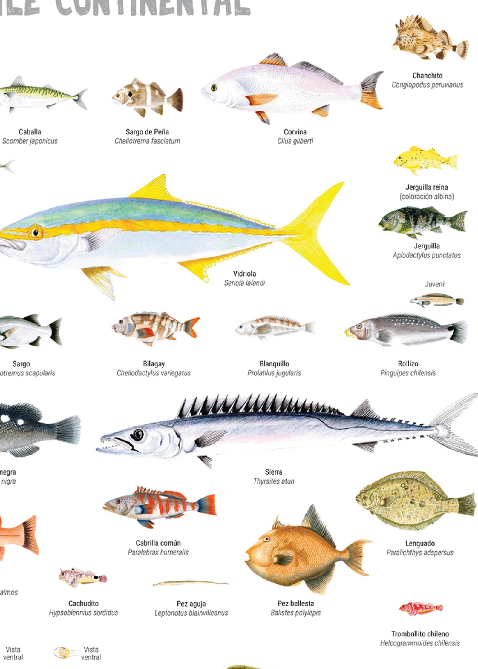 Peces Litorales Oseos de Chile 2de4