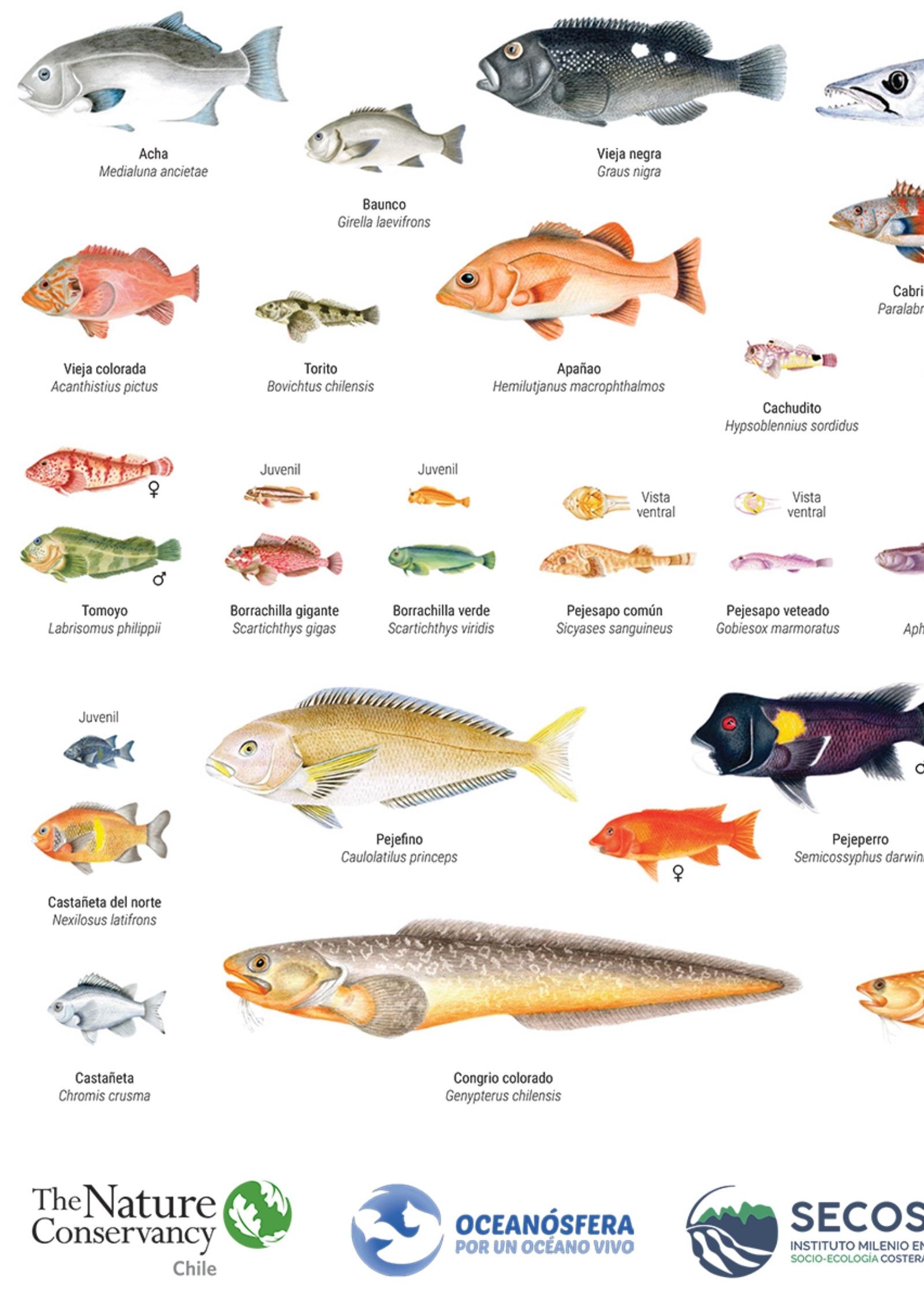 Peces Litorales Oseos de Chile 3de4