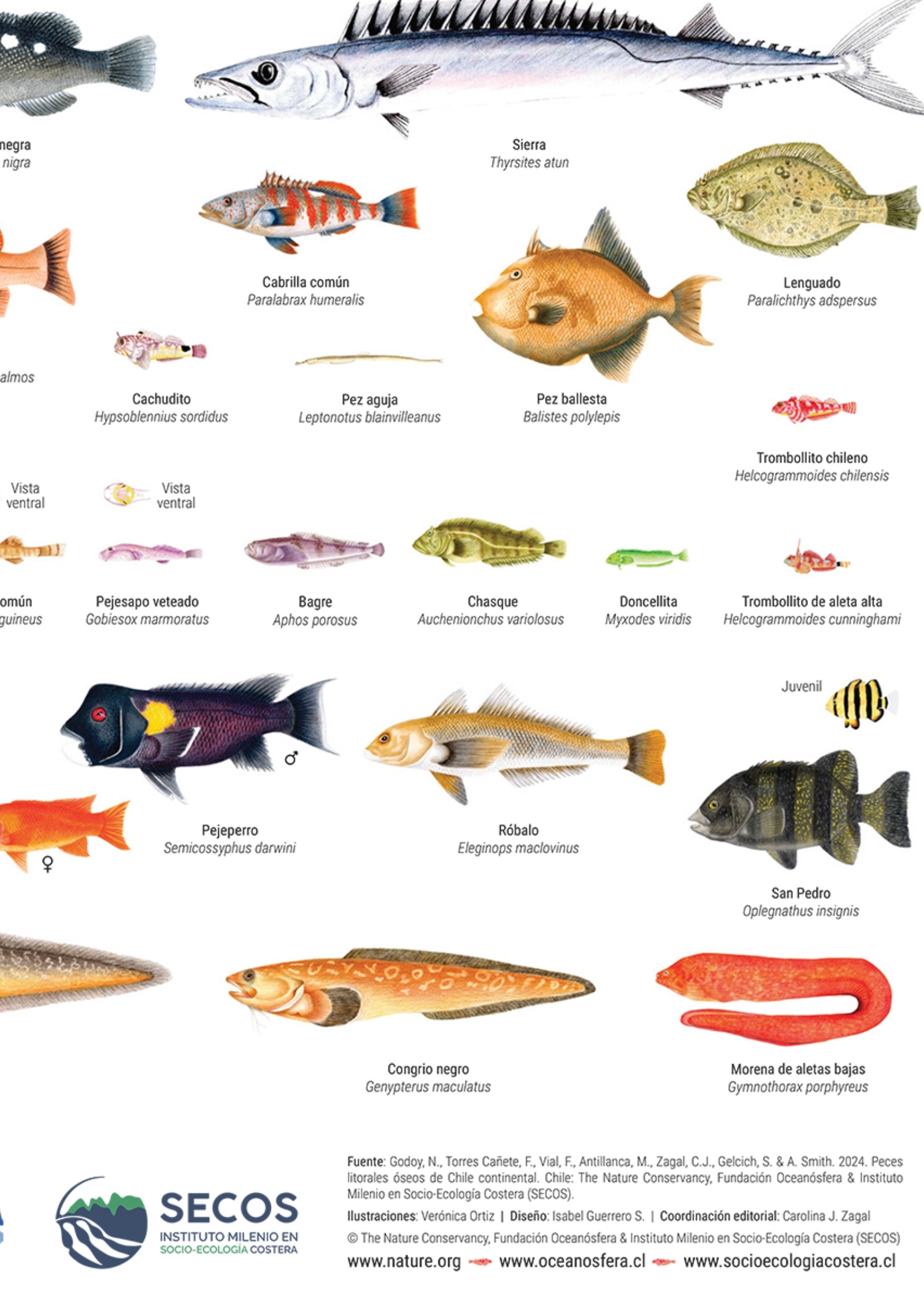 Peces Litorales Oseos de Chile 4de4