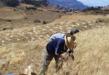 Perú Los 2 cultivos de la costa con potencial para migrar a sierra y selva