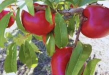 Pionero Inta: Argentina tiene grandes esperanzas puestas en una nueva variedad de nectarina de larga duración Pionero Inta Argentina tiene grandes esperanzas puestas en una nueva variedad de nectarina de larga duración